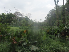 Ribbon plant (Lasimorpha)