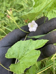 Convolvulus farinosus