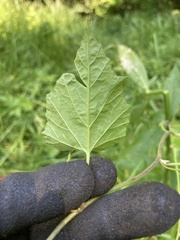 Convolvulus farinosus