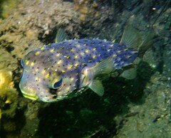 Dicotylichthys punctulatus