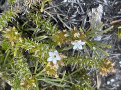 Wahlenbergia calcarea