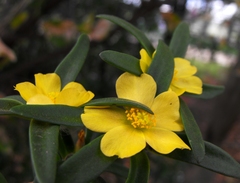 Portulaca filifolia