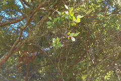 Peraxilla tetrapetala