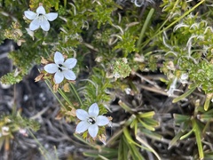 Wahlenbergia calcarea