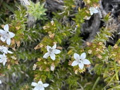 Wahlenbergia calcarea