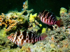 Cirrhitichthys aprinus