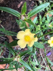 Portulaca filifolia