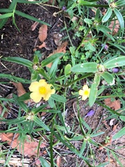 Portulaca filifolia