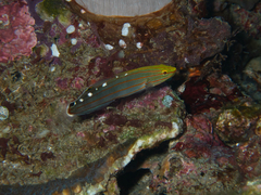 Koumansetta rainfordi