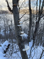 Abundisporus pubertatis