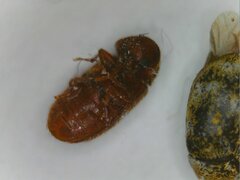 Bostrichoidea
