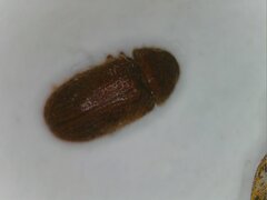 Bostrichoidea