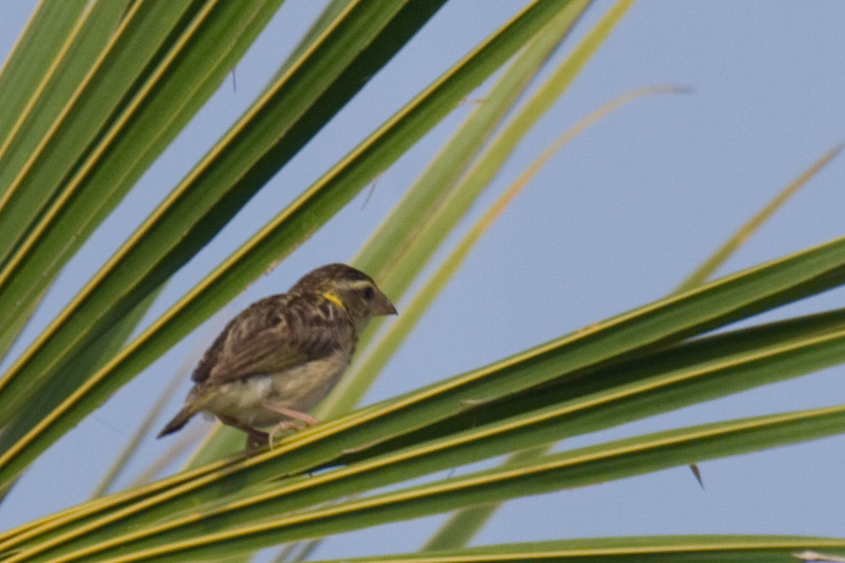 Streaked Weaver