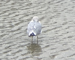 Larus brachyrhynchus