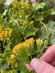 Delairea odorata