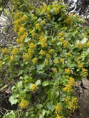 Delairea odorata