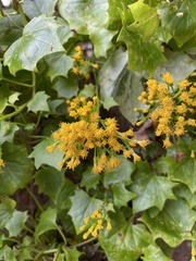 Delairea odorata