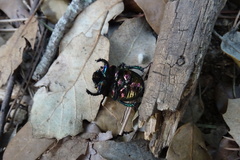 Sericotrupes niger