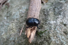 Sericotrupes niger