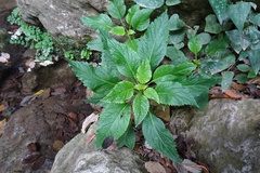 Trachelium caeruleum
