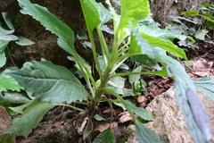 Trachelium caeruleum