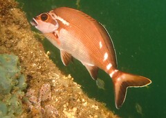 Morwong fuscus