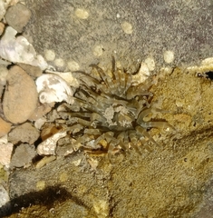 Anthopleura dixoniana