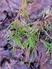 Hylocomium splendens