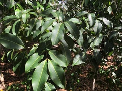 Mischocarpus anodontus