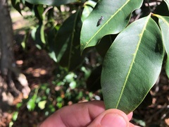 Mischocarpus anodontus