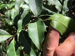 Mischocarpus anodontus