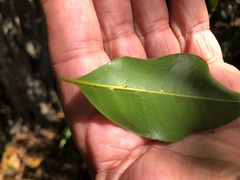 Mischocarpus anodontus