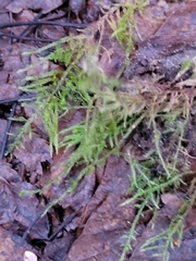 Hylocomium splendens