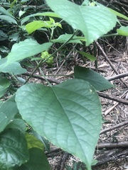 Clerodendrum canescens