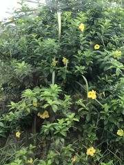 Allamanda cathartica