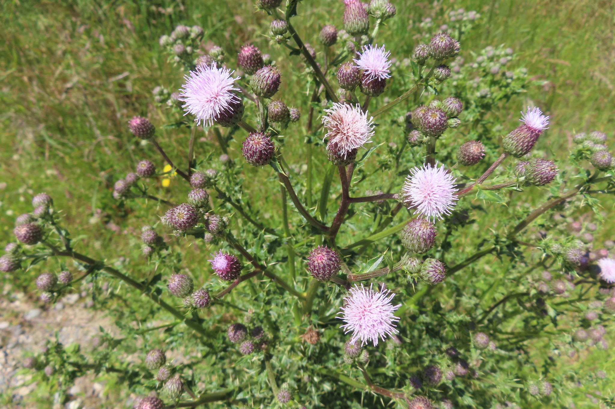 Cirsium Mill.