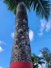 Tillandsia recurvata