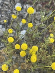 Oncosiphon pilulifer