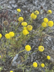 Oncosiphon pilulifer