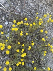 Oncosiphon pilulifer