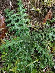 Cirsium japonicum australe