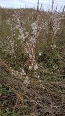 Schizachyrium littorale