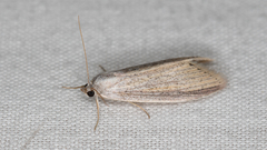 Prionopterina grammatistis