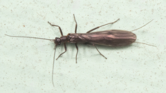 Capniidae