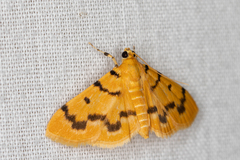 Dichocrocis clytusalis