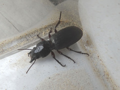 Mecodema sculpturatum
