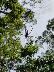 Trichonephila inaurata