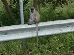 Chlorocebus tantalus