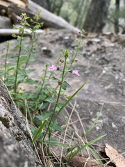 Scutellaria humilis