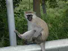 Chlorocebus tantalus